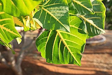 《最终幻想7：永恒危机》12月7日上线PC 不支持中文